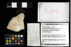 Foto (Objekt + Etiketten) von Goniodromites bidentatus (Reuss, 1858) 